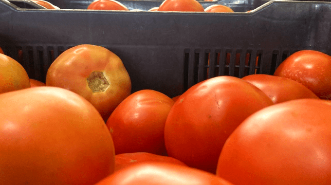 Imagen de varios tomates