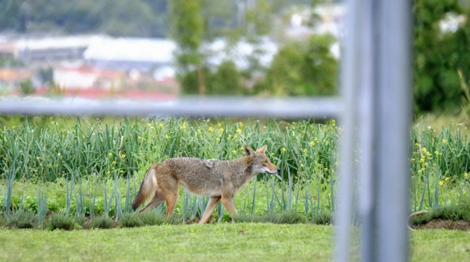 Un coyote caminando por el campo.