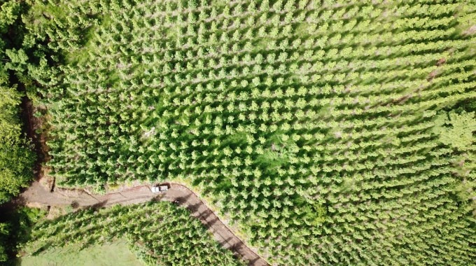  plantación de Teca