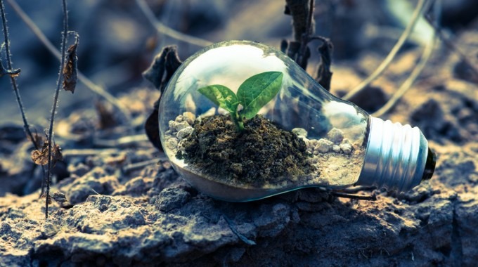 planta en bombillo sobre tierra