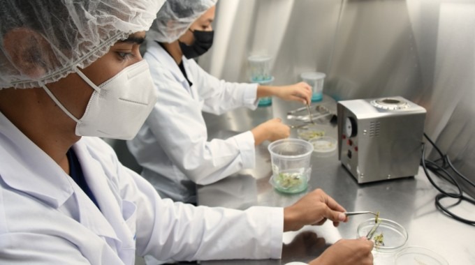 Dos jóvenes, con bata y máscaras, en el laboratorio, trasladando arroz de un contenedor a otro. 