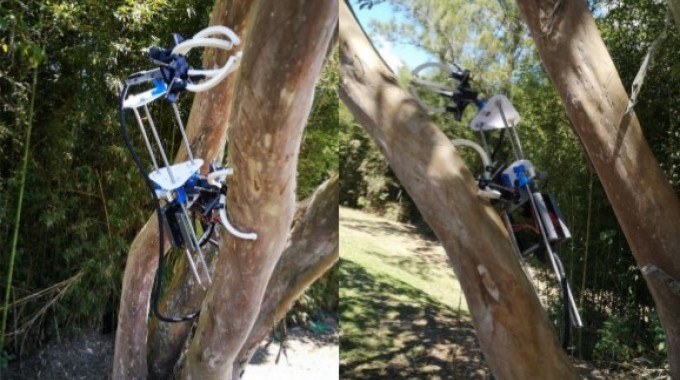 Robot escalando un árbol curvo