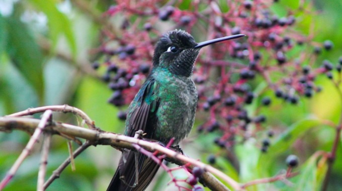 colibri en árbol