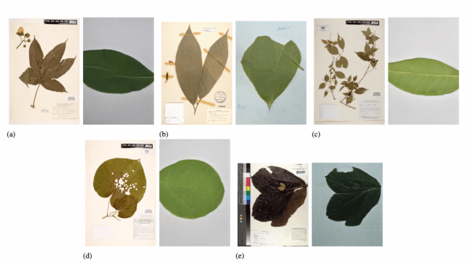 Pliegos de herbarios a la par de recreación de imágenes de hojas frescas.