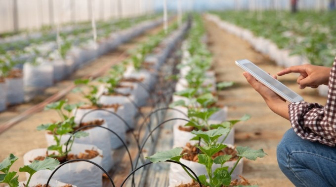 persona con tablet tomando datos y análisis de plantas en invernadero