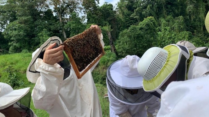 Expertos revisando un panal de abejas.