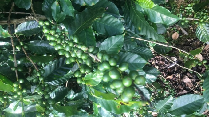 imagen de una mata de café