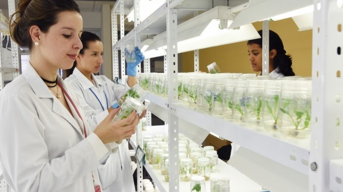 Mujeres estudiantes trabajando en laboratorio. 