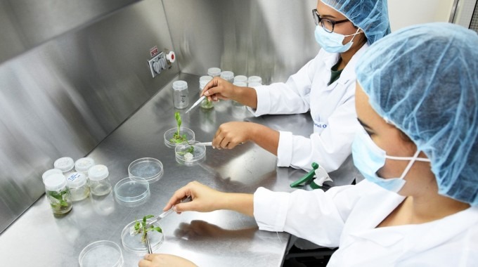 Dos mujeres en el laboratorio analizan muestras de plantas.