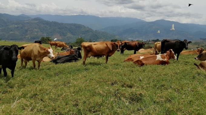 imagen de varias vacas en un potrero