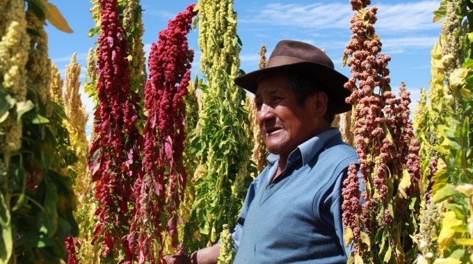 productor de quinoa