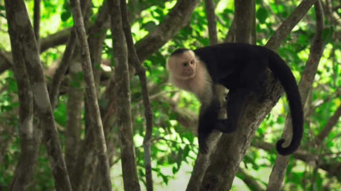 Imagen de un mono en un árbol