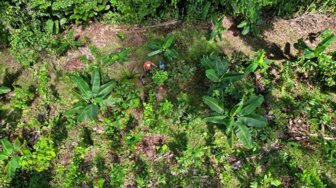 una plantación con distintos cultivos. 