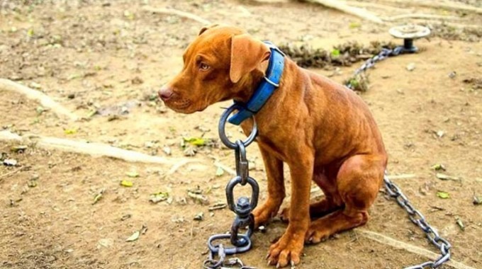 perro encadenado