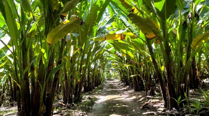 Imagen de una plantación de abacá.