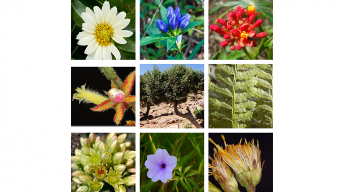 Fotografías de flores y plantas de diferentes tipos.