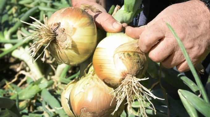 Imagen de unas cebollas en las manos de un agricultor.