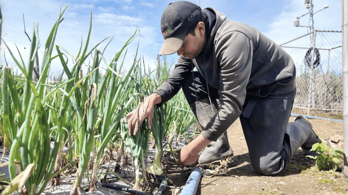 Imagen de  un hombre cultivando cebolla