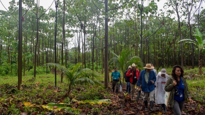 Imagen de cultivo de balsa