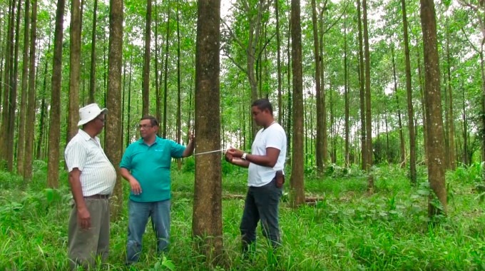 tres personas en bosque realizando mediciones a los árboles