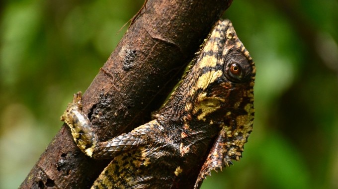 Un reptil agarrado de una rama.