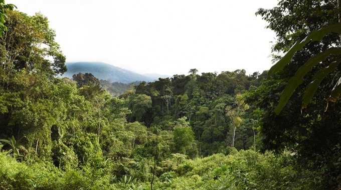 Paisaje boscoso de Talamanca.