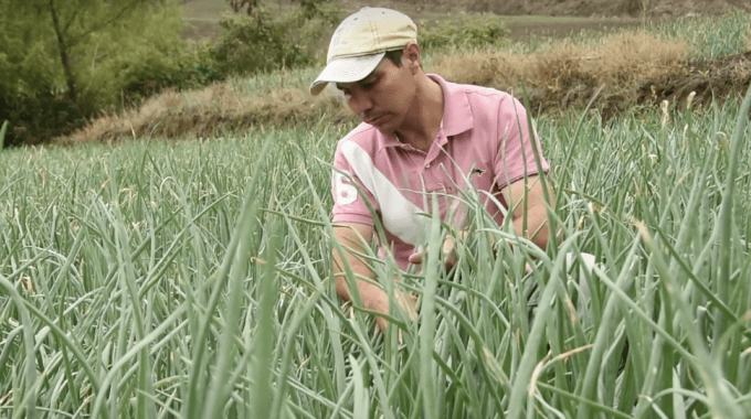 Imagen de un hombre trabajando en el cultivo de cebolla.