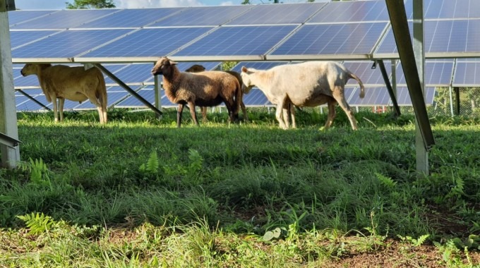 Ovejas en mediode los paneles solares.