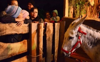 Los animales vivos presentes en el pesebre fueron cuidadosamente admirados por los niños y sus padres.