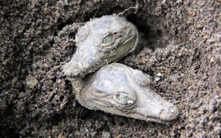 Dos cocodrilos recién nacidos (neonatos). (Foto cortesía Olivier Castro)