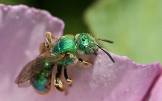 Imagen de una abeja en una planta.