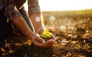 ilustración en el campo