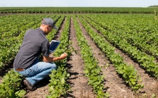 hombre con tablet en campo agrícola
