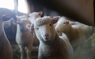 ovejas en rebaño