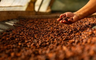 granos de cacao en el secador