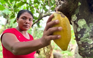 persona indígena sosteniendo fruto de cacao 