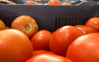 Imagen de varios tomates