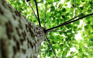 Imagen de un árbol desde la base.