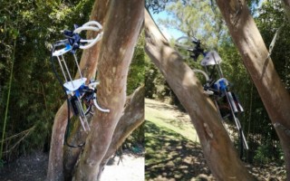 Robot escalando un árbol curvo