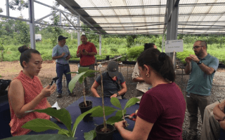 imagen de varias personas estudiando la genética de las plantas