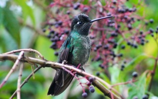 colibri en árbol