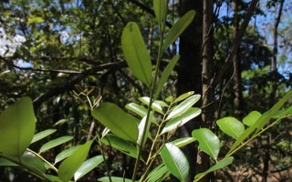 Imagen de un árbol con unas hojas