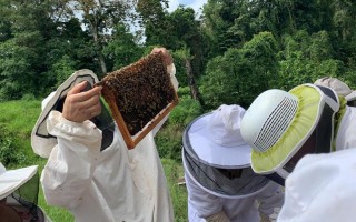 Expertos revisando un panal de abejas.