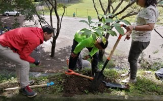 Tres personas sembrando un árbol en una ladera del Parque Polideportivo Aranjuez