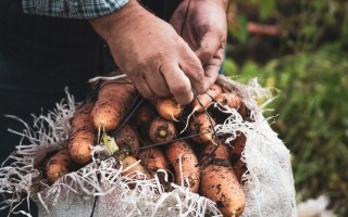 Unas manos en un saco de zanahorias recién cosechadas.