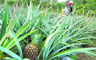 Imagen de un cultivo de piña. 