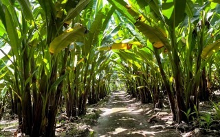 Imagen de una plantación de abacá.