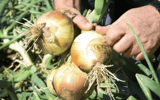 Imagen de unas cebollas en las manos de un agricultor.