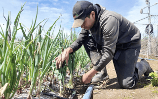 Imagen de  un hombre cultivando cebolla
