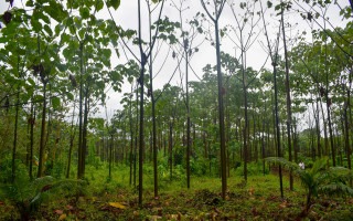 Imagen de madera melina